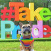 Pride Pet Accessories