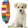 Rainbow Leather For Dogs