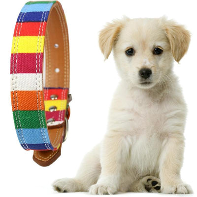 Rainbow Leather For Dogs